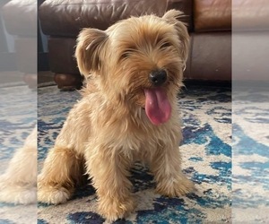 Father of the Yorkshire Terrier puppies born on 01/29/2025