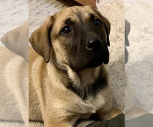 Mastiff Puppy for sale in DRY FORK, KY, USA