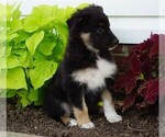 Small Photo #2 Aussiedoodle-Fox Terrier (Toy) Mix Puppy For Sale in FREDERICKSBG, OH, USA