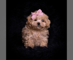 Small #1 Maltipoo (Miniature)
