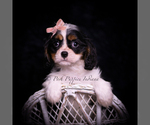 Small #3 Cavalier King Charles Spaniel