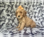 Small #1 Cavapoo