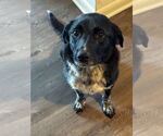 Small Labrador Retriever Mix