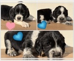 Small English Springer Spaniel