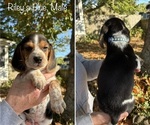Puppy Blue Collar Beagle