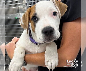 Lab-Pointer Dogs for adoption in Washington, DC, USA
