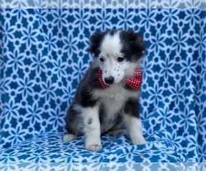 Australian Shepherd Puppy for sale in LAKELAND, FL, USA