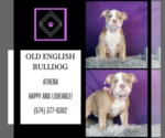Small #3 Olde English Bulldogge
