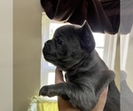 Small Photo #23 French Bulldog Puppy For Sale in TRENTON, TX, USA