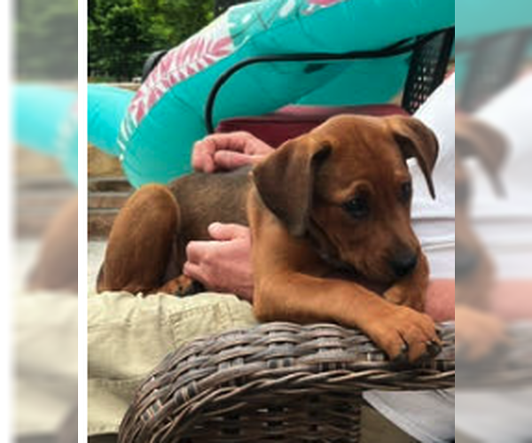 Medium Photo #3 Mutt Puppy For Sale in Plainfield, IL, USA