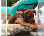 Small #2 Mutt