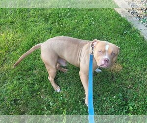 American Pit Bull Terrier Dogs for adoption in Iroquois, IL, USA