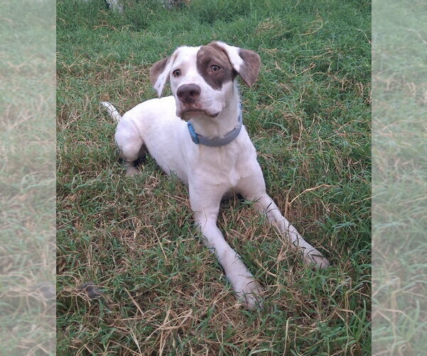 Medium Photo #3 Mutt Puppy For Sale in Boston, MA, USA