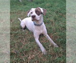 Small #2 Mutt