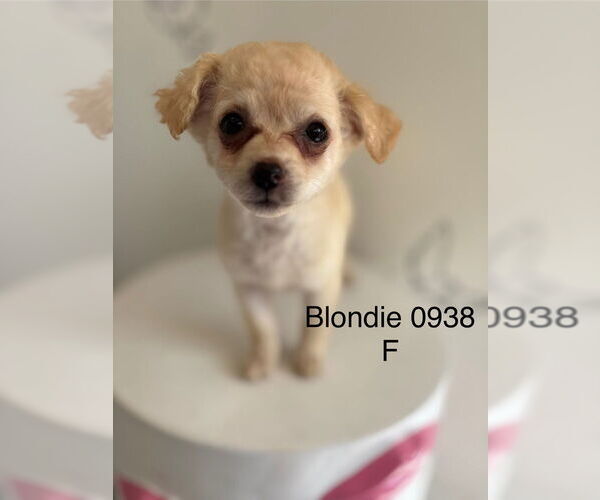 Medium Photo #1 Wapoo Puppy For Sale in Studio City, CA, USA