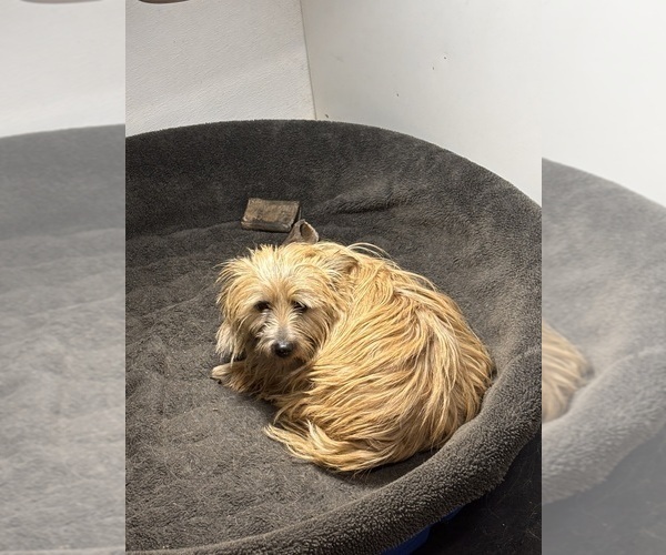 Medium Photo #1 Cairn Terrier Puppy For Sale in HASTINGS, NE, USA