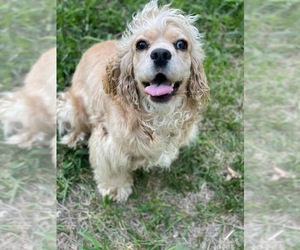 Mother of the Cocker Spaniel puppies born on 05/14/2025
