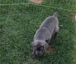 Small #6 Cane Corso