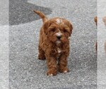 Small Photo #5 Cavapoo Puppy For Sale in EPHRATA, PA, USA