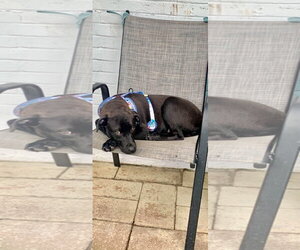 Mr. Boombastic - Male Mutt Dog for Adoption - Photo #5