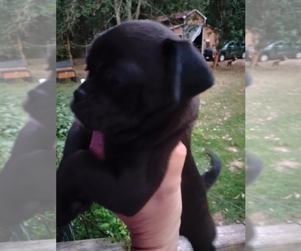 Medium Photo #2 Poodle (Toy)-Pug Mix Puppy For Sale in NEW WAVERLY, TX, USA