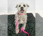 Small #7 Poodle (Miniature) Mix