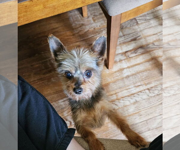 Medium Photo #2 Mutt Puppy For Sale in Fenton, MO, USA