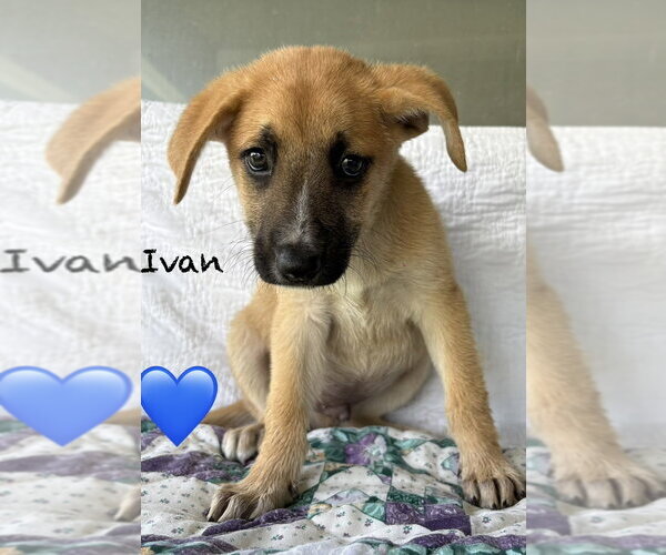 Medium Photo #6 Mutt Puppy For Sale in Brewster, NY, USA