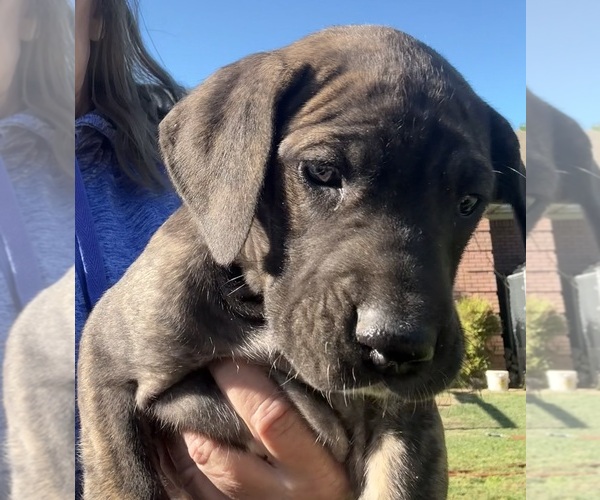 Medium Photo #18 Great Dane Puppy For Sale in CLANTON, AL, USA