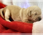 Small Photo #42 Golden Retriever Puppy For Sale in RICHMOND, TX, USA