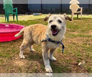 Miniature Schnauzer-Unknown Mix Dogs for adoption in Orange, CA, USA