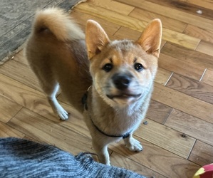 Shiba Inu Puppy for sale in ELIZABETH CITY, NC, USA