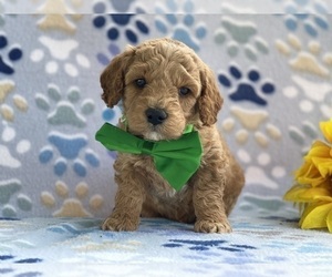 Goldendoodle (Miniature) Puppy for sale in LANCASTER, PA, USA