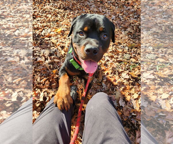 Medium Photo #5 Rottweiler Puppy For Sale in Hillsboro, NH, USA