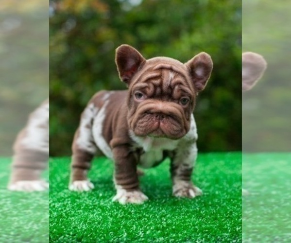 Medium Photo #1 French Bulldog Puppy For Sale in ORLANDO, FL, USA