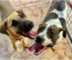 Small #3 American Bulldog Mix