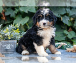 Puppy Myles Bernedoodle (Miniature)