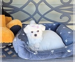 Small Photo #6 Maltese Puppy For Sale in SANTA CLARITA, CA, USA