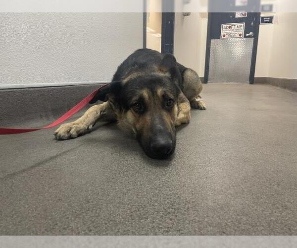 Medium Photo #1 German Shepherd Dog-Unknown Mix Puppy For Sale in HESPERIA, CA, USA