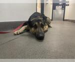 Small German Shepherd Dog Mix