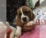 Small Photo #3 Basset Hound Puppy For Sale in ABSECON, NJ, USA