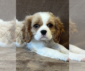 Cavalier King Charles Spaniel Puppy for sale in MARTINSVILLE, IN, USA