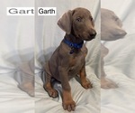 Small #2 Doberman Pinscher