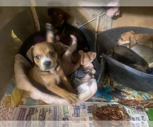 American Pit Bull Terrier-Australian Shepherd Mix Puppy for sale in GOLDEN, CO, USA
