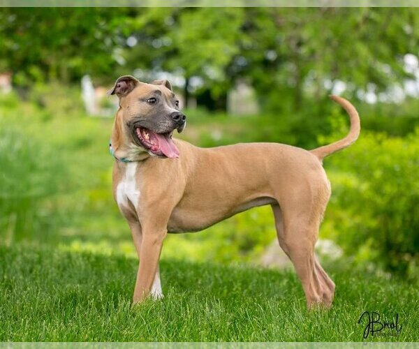 Medium Photo #3 American Pit Bull Terrier-Unknown Mix Puppy For Sale in Farmington, MN, USA