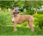 Small #2 American Pit Bull Terrier Mix