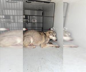 Siberian Husky Dogs for adoption in Houston, TX, USA
