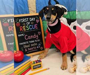 Doberman Pinscher-Unknown Mix Dogs for adoption in Lakewood, CO, USA