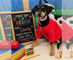 Small Doberman Pinscher Mix