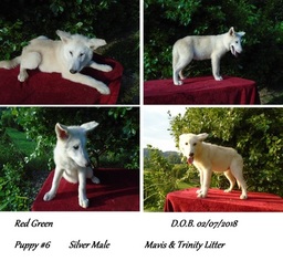 Wolf Hybrid Puppy for sale in POWELL, TN, USA